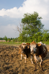 Mooooo